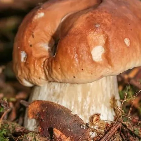 Familial Restauré Avec Jardin Clos, équipements Bébé, Animaux Acceptés, Proche St-julien-chapteuil - Fr-1-582-296 Сasa de vacaciones *